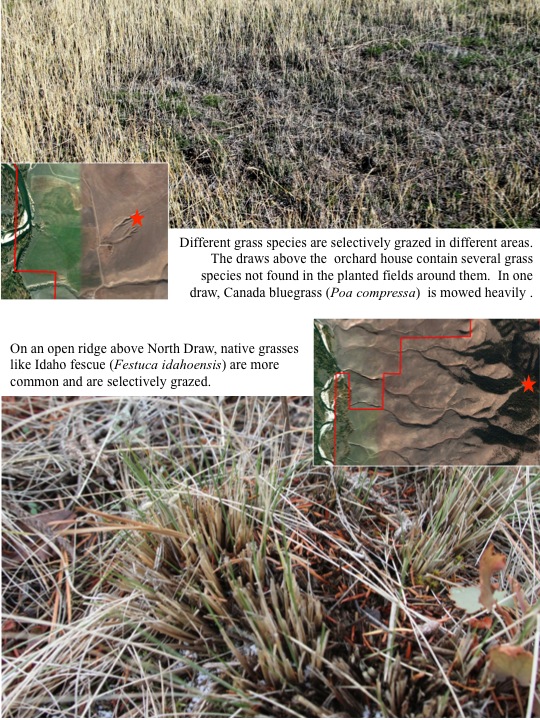 11911 Elk Monitoring Update MPG Ranch